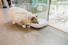 Load image into Gallery viewer, Cat Mate C300 Automatic 3 Meal Pet Feeder with Digital Timer for Cats and Small Dogs