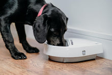 Load image into Gallery viewer, Cat Mate C300 Automatic 3 Meal Pet Feeder with Digital Timer for Cats and Small Dogs