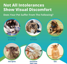 Load image into Gallery viewer, 5Strands Pet Health Test - Food Intolerance, Environment Intolerance, Nutrition, Metals and Minerals
