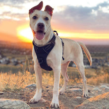 Load image into Gallery viewer, Dog Harness No-Pull Pet Harness Adjustable Outdoor Pet Vest 3M,size available