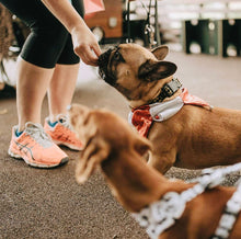 Load image into Gallery viewer, Rabbit ears 30 pack natural dog treat chew grain free hypoallergenic