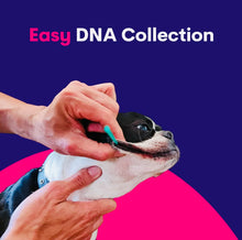 Load image into Gallery viewer, Genopet dog DNA test,Dog breed test kit,genetic testing,health risk & life plan