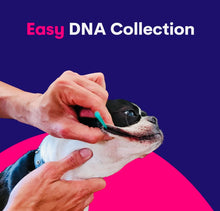 Load image into Gallery viewer, Orivet Dog dna test ,dog breed test kit ,genetic testing