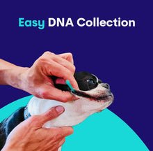 Load image into Gallery viewer, Genopet dog DNA test,complete testing for dog breath & health screen
