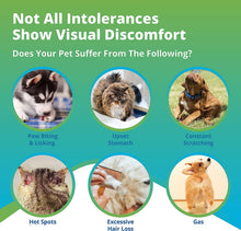 Load image into Gallery viewer, 5Strands Pet Health Test - Food Intolerance, Environment Intolerance, Nutrition, Metals and Minerals
