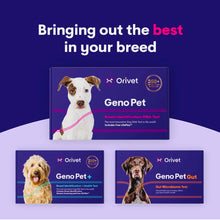 Load image into Gallery viewer, Genopet dog DNA test,Dog breed test kit,genetic testing,health risk &amp; life plan

